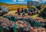 INEI: la producción nacional de papa se incrementó 45.8% en julio 2025