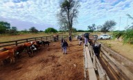 En un camino vecinal, secuestraron ganado vacuno y caballos que eran trasladados sin documentación