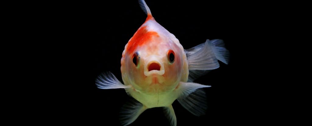 Fish Buttholes May Be The Reason We Now Have Fingers, Study Finds