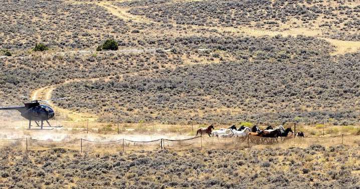 ‘Checkerboard’ horse whiplash continues, roundups now delayed until 2026