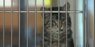Central Nebraska Humane Society reopens cat adoptions after illness outbreak