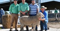 Outback Multi Purpose Merinos 2025 ram sale results and prices
