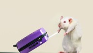 "Rats Are True Globetrotters": Disease Detectives Report Back After Rat Took A Flight From Miami To Berlin