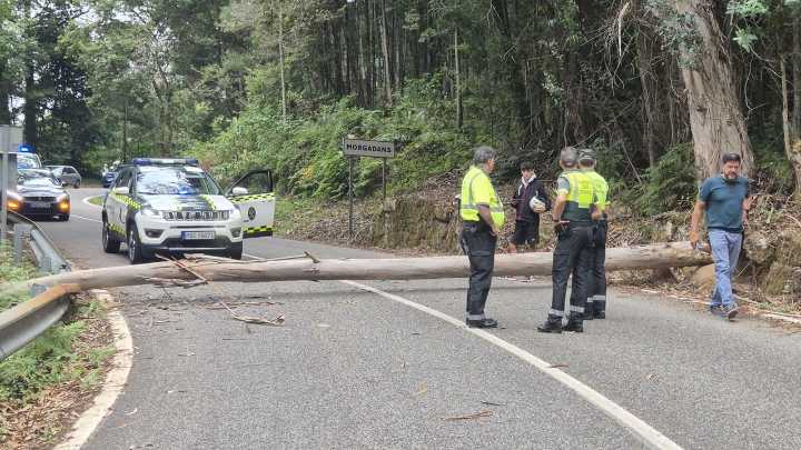 Manifestantes cortan un árbol y hacen suspender la etapa 16 de La Vuelta a ocho kilómetros de la meta