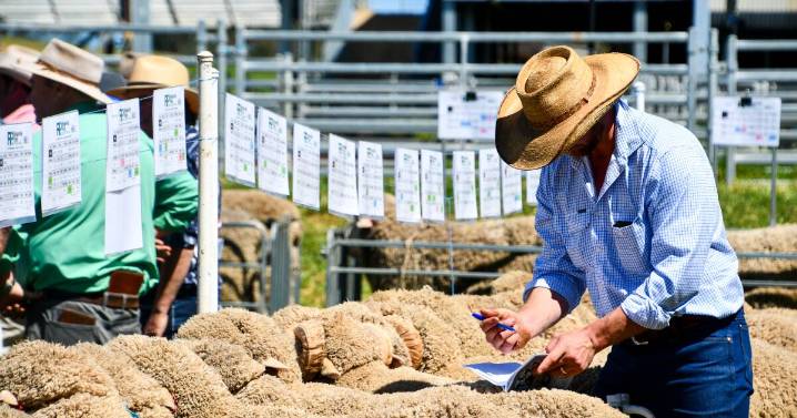 Stud averages jump hundreds on 2024 with confidence in wool up