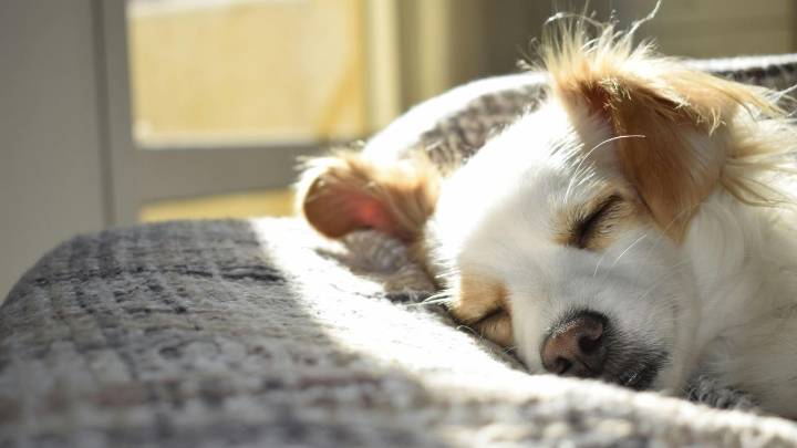 ¿Es buena idea llevar a mi perro al parque canino? Beneficios y problemas de los parques caninos españoles