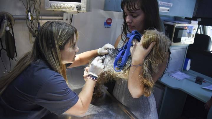 Aunque aumentan las mordeduras de perros, la rabia permanece controlada