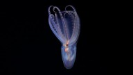Expediciones inéditas captan los tesoros submarinos de Argentina y Uruguay