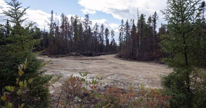 Blackened trees and silence at site of New Brunswick's largest summer wildfire