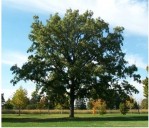 Sioux City Garden Club to plant 100 trees