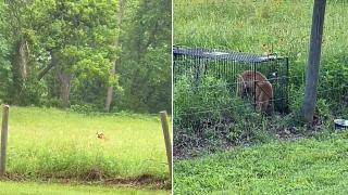 Texas Rescuers Saved An Abandoned Pup — What Happened Next Shocked Everyone