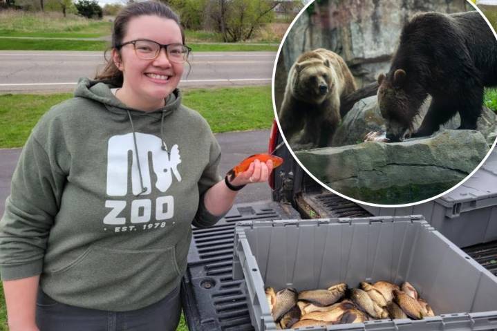 Zoo devises 'grizzly' solution to invasive goldfish scourge