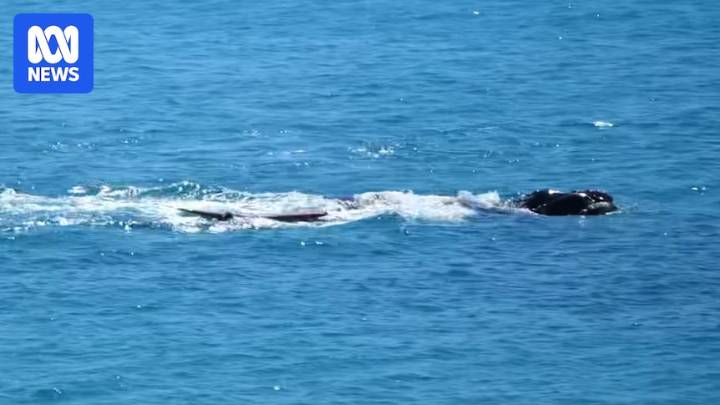 Paddleboarder gets too close to whales to film them, gets nudged away