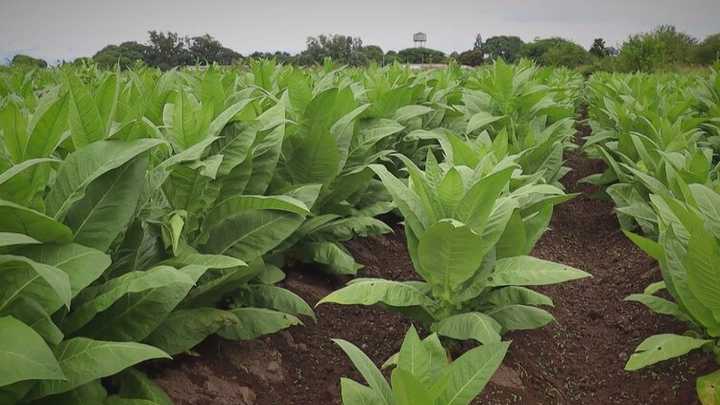 El Gobierno provincial asistió a 109 productores tabacaleros con más de $500 millones