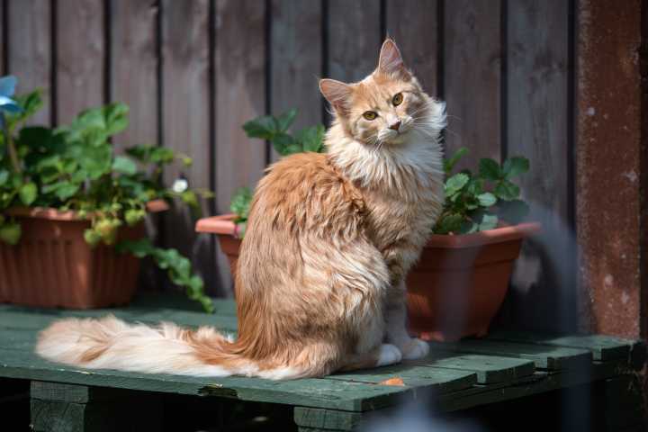 Country Life Quiz of the Day, September 15, 2025 is cool for cats