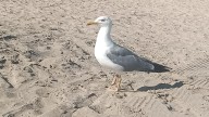 Confirmado el primer caso de gripe aviar en una gaviota en Cantabria
