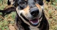 HCH Pet of the Week: Tweety Bird