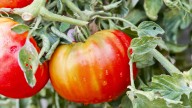 Growing Tomatoes? Prevent Root Rot With One Easy Addition To The Soil
