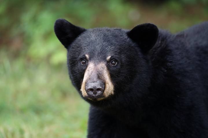 A terrifying homecoming: Bear attacks man inside Upstate NY house