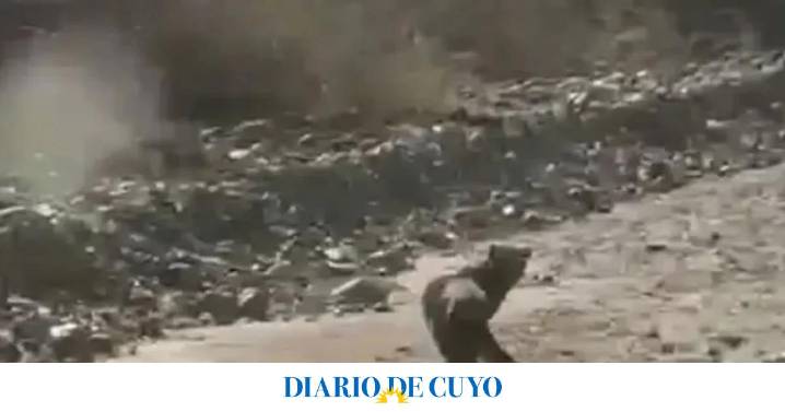 El “gato nutria”, el impactante animal muy pocas veces visto que pasea por Mendoza