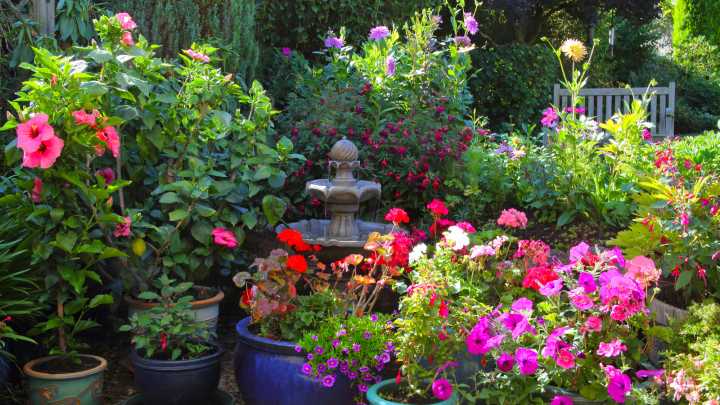 13 Gorgeous Companion Plants To Pair With Tropical, Flowering Hibiscus
