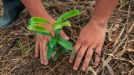 MinAmbiente reglamentó ley que pone a las empresas a sembrar árboles, ¿cuántos por cada empleado?