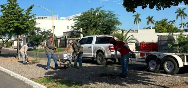 Reforestan camellón; JPO invita a adoptar un árbol