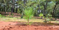 Michoacán supera meta: más de 10 millones de árboles plantados en reforestación 2025