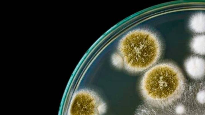 Aumenta en EE. UU. la amenaza de bacterias resistentes a los antibióticos