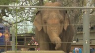 Little Rock Zoo to close for Arkansas vs. Arkansas State football game