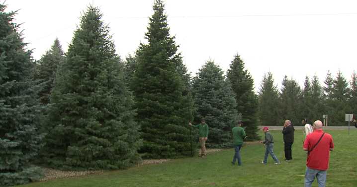 Time to deck the halls: White House staff pick official Christmas tree from Michigan farm for 2025
