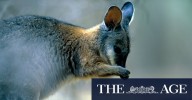 Wallaby deaths on Mornington Peninsula: Council moves to stop animals starving at The Briars