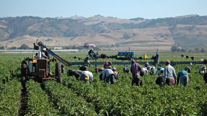 Over 1.2 million immigrants left U.S. labor force under Trump