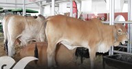 Establecen cerco zoosanitario en Puebla para proteger la sanidad animal