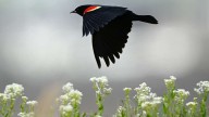Utah has a new birding challenge as the fall migration season begins