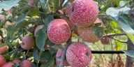 FIRST ALERT WEATHER: Drought proves costly for one local orchard