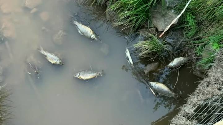 Saltwater Leak in Caddo County Linked to Disposal Well, Killing Livestock and Wildlife