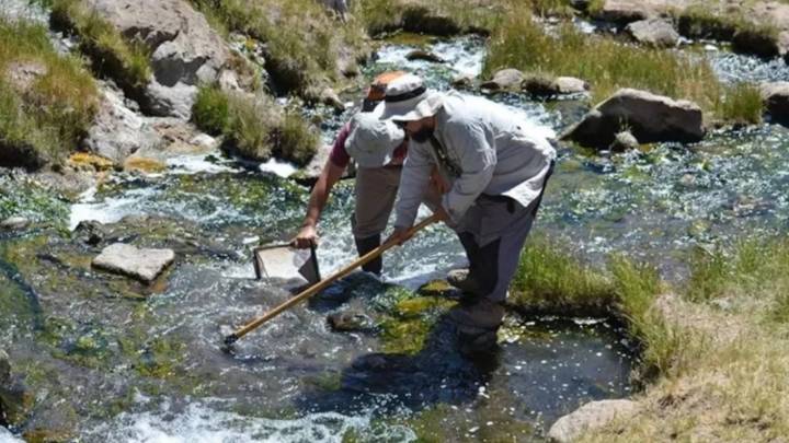 Hallaron una nueva especie de crustáceo de agua dulce en las Termas del Domuyo