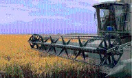 Preocupación entre los productores entrerrianos: El trigo, arroz y sorgo cerraron la campaña 24/25 con pérdidas