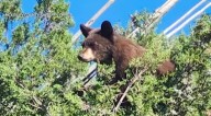 McKinley County black bear relocated to the wild