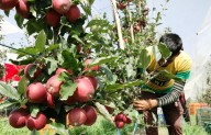 Kashmir’s Apple Harvest Turns Sour Amid Labour Costs, Market Glut, Highway Crisis