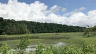Brickbat: Out of the Woods