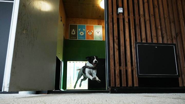Rome's airport opens luxurious dog hotel with pampering services