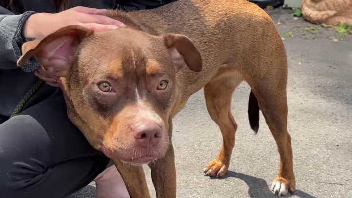 Man charged after dog was found inside storage unit in Schuylkill County