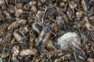 Insect populations drop even without direct human interference, a new study finds