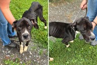 Rescuers Have Message for Owner Who Dumped Dog in 'Heartbreaking' Condition