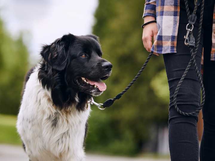 Aarón Sánchez, experto canino: “Premiar a tu cachorro cada vez que hace pis en la calle es absurdo y no vale para nada”