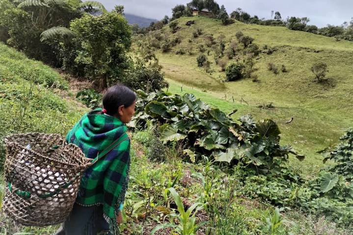 Indígenas del Putumayo: cultivar el alimento y la palabra inga 