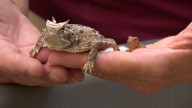 Fort Worth Zoo horned lizard program prepares for largest release to date