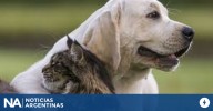 Chubut: investigan a un hombre acusado de matar a tres perros con veneno letal para humanos